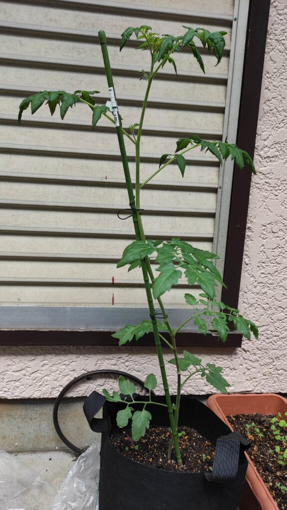 5月２３日の高濃度トマト。苗から育ててみています☆