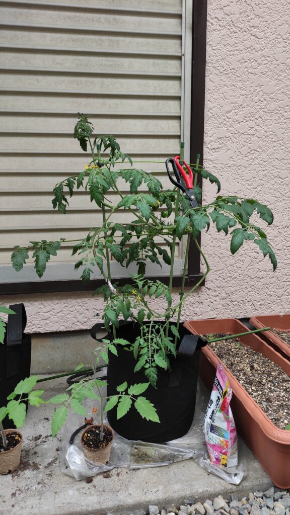 高濃度トマトの苗を育てています