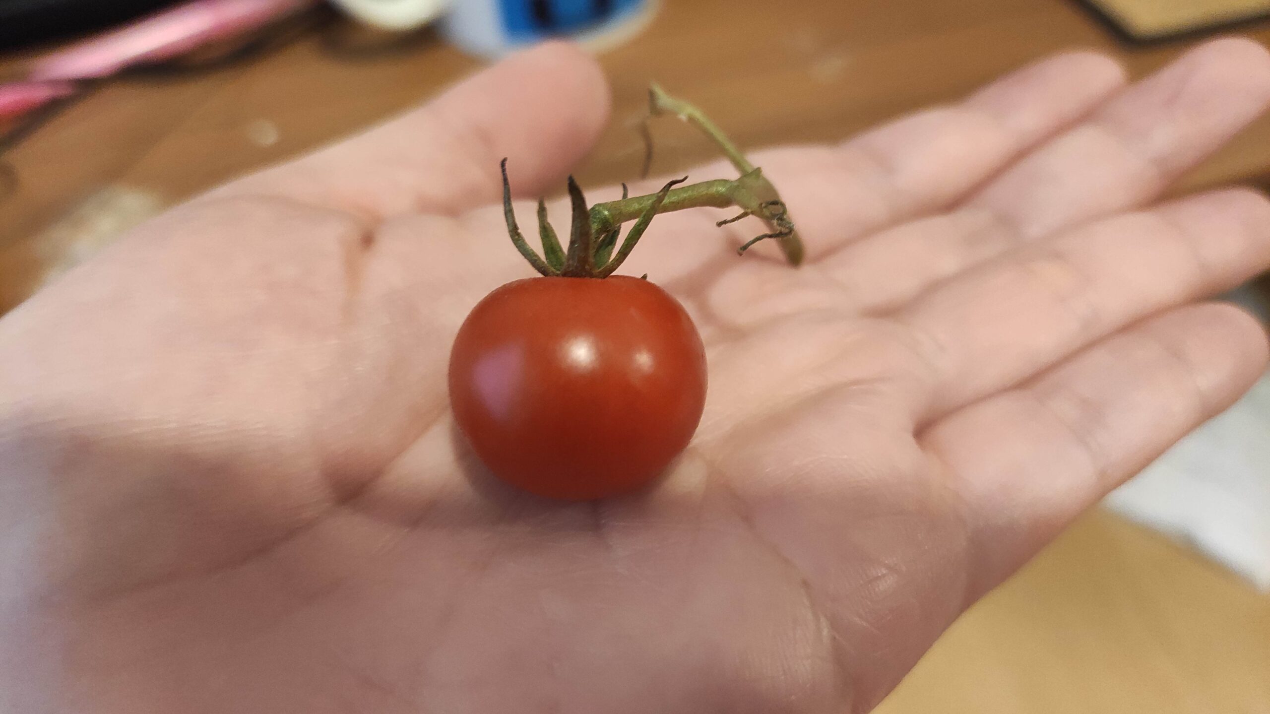 トマトを収穫しました
