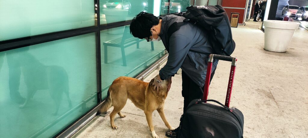 トビリシの空港では犬が出迎えてくれます
