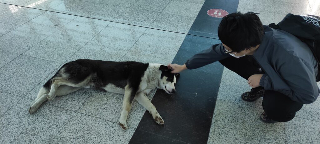 トビリシの空港の中にも犬がいました